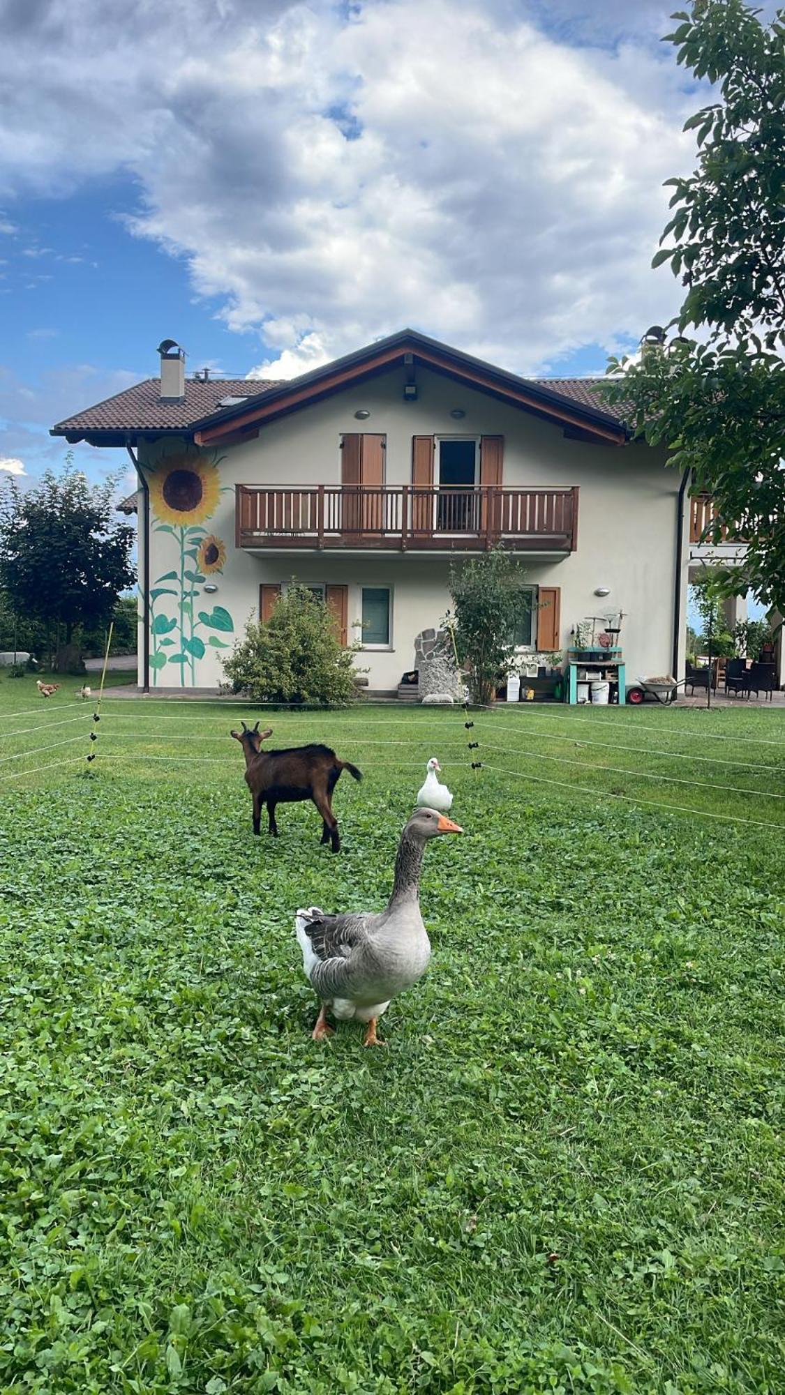 Agriturismo Girasole Fai della Paganella Exterior foto